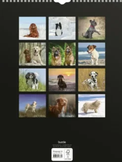 Stora Hundkalendern 2027