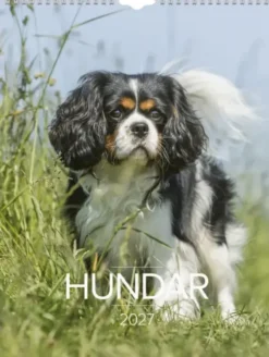 Stora Hundkalendern 2027