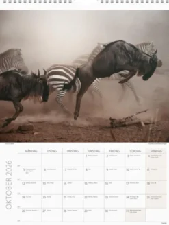 Väggkalender Savannen 2026