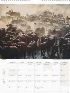 Väggkalender Savannen 2026